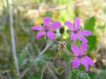 Erodium malacoides